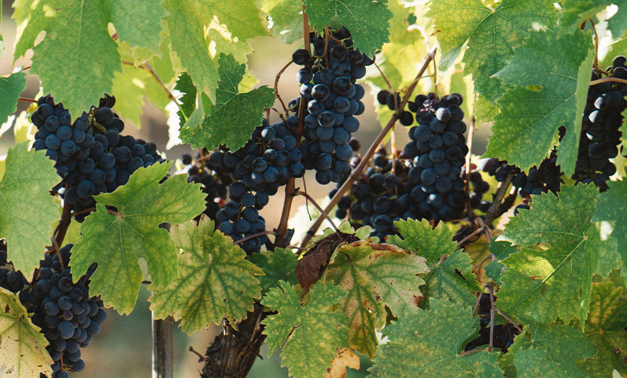 la sala organic wine toscana vino biologico compra online