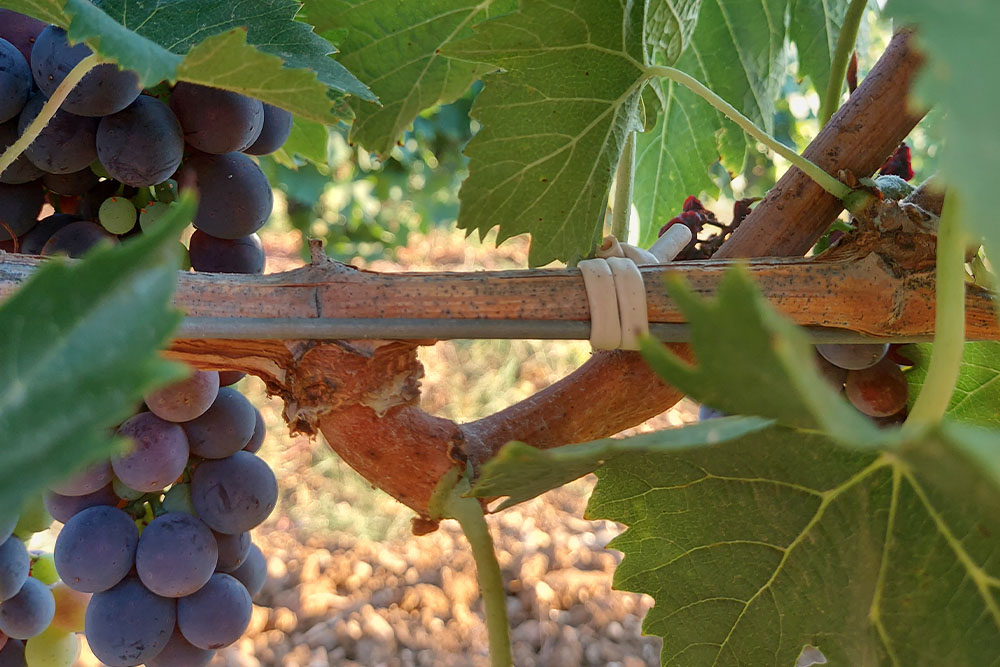 La Sala del Torriano - bioenologia sostenibilità chianti classico biologico toscana