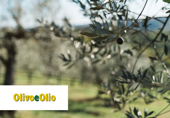 olivo e Olio